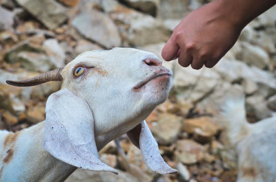 Close-up of hand holding dog outdoors