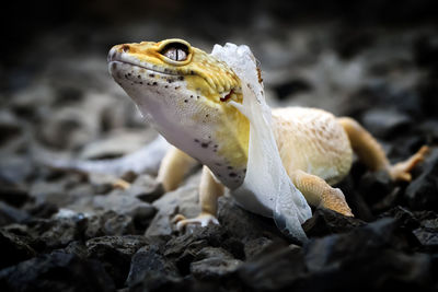 Lemon frost gecko shed its skin, all shedding process captured, amazing animal reptile photo series