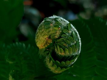 Close-up of green leaf