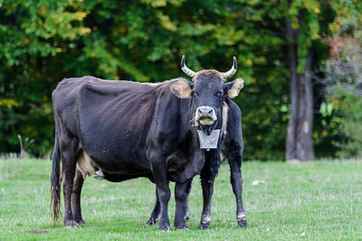 Portrait of cow grazing on field