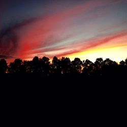 Silhouette of trees at sunset