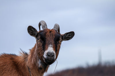 Photography of goat