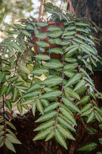 Close-up of succulent plant