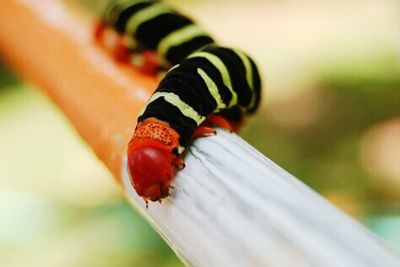 Close-up of red object