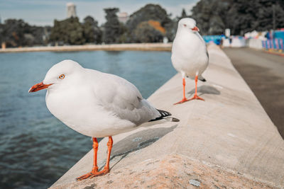 Seagull perching on a sea