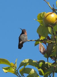 Low angle view of bird perching on tree against sky