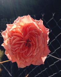 Close-up of red rose