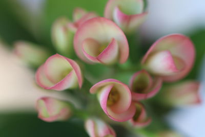 Close-up of pink flowers growing outdoors