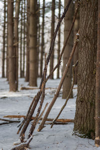 View of trees in forest during winter