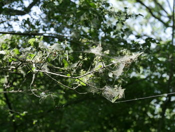 Close-up of wet leaves on tree