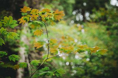 Close-up of yellow flowering plant leaves