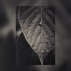 leaf