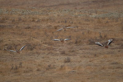 View of birds flying over land