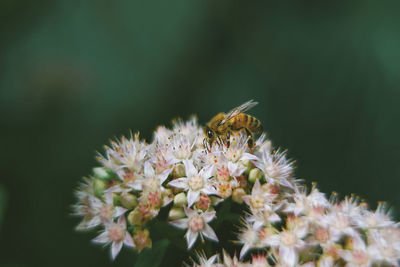 Close-up of bee on flower