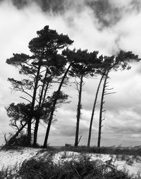 Low angle view of trees on field against sky