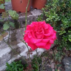 Close-up of pink rose blooming outdoors