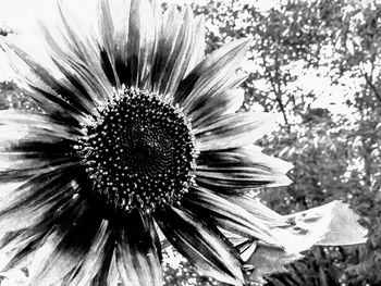 Close-up of coneflower blooming outdoors