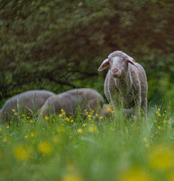 Duck in a field