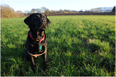 Dog looking away on field