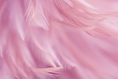 Full frame shot of pink feathers