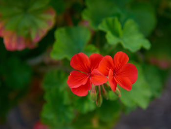 Close-up of red flowering plant in park