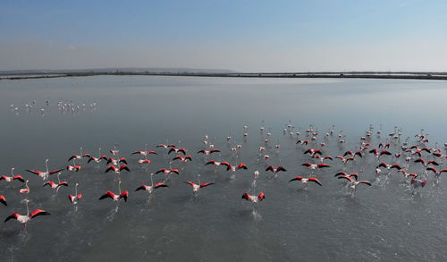 High angle view of birds flying over lake