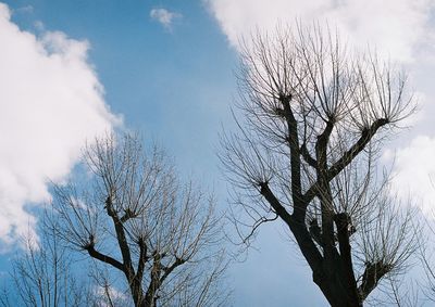 Low angle view of bare trees against sky