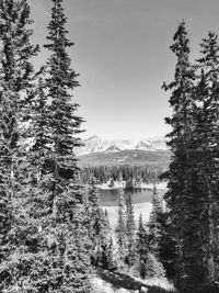 Pine trees by lake in forest against sky