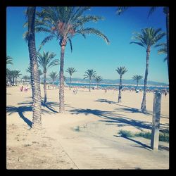 Palm trees on beach