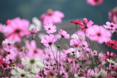 Close-up of cosmos flower