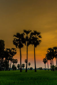 Silhouette palm trees on field against sky during sunset