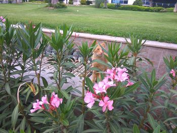 Pink flowering plants in park