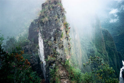 Panoramic shot of trees in forest