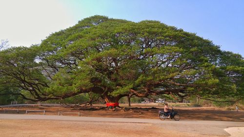 Silhouette trees against sky
