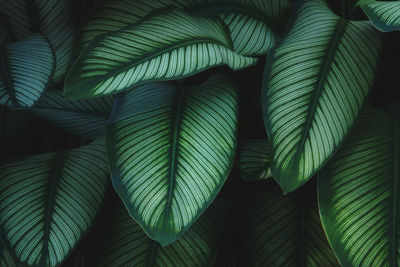 Full frame shot of green leaves