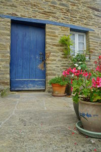 Potted plant outside house