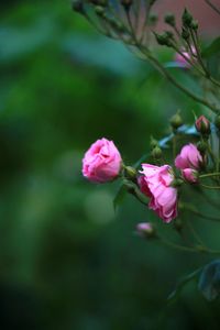 Close-up of pink roses