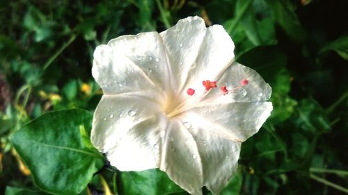 Close-up of flower