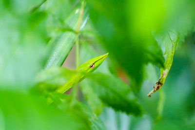 Close-up of insect on leaf
