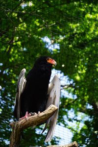 Bird perching on a branch