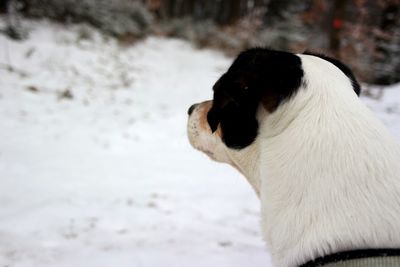 Close-up of a horse on snow