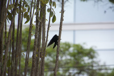 Bird perching on a tree