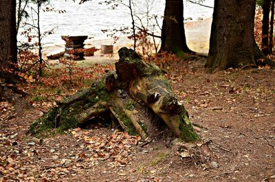 Close-up of tree trunk in forest