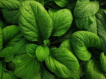 Full frame shot of green leaves