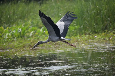 Bird flying over lake