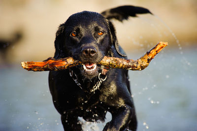 Close-up portrait of dog carrying stick in mouth