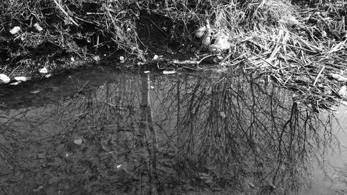 Reflection of trees in water