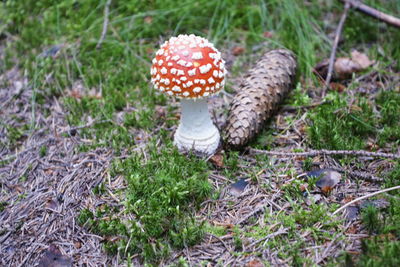 High angle view of mushroom on field