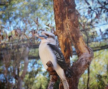 Bird perching on tree trunk