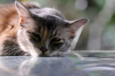 Close-up portrait of a cat